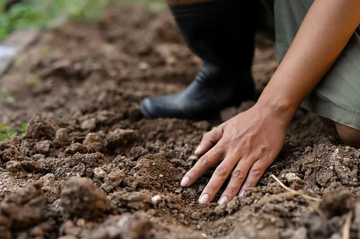 soil Health and Quality check by expert farmer. Farmer examining soil quality by hand before planting, highlighting the importance of soil health in agriculture and crop production.